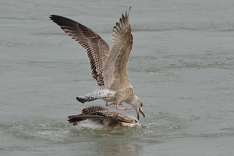 European herring gull (Larus argentatus)